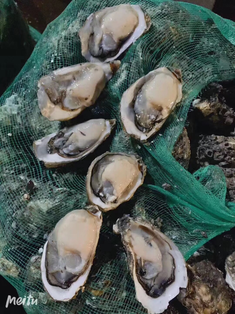 海鲜生蚝鲜活生蚝大牡蛎新鲜海蛎子带壳大生蚝肉烧烤专用