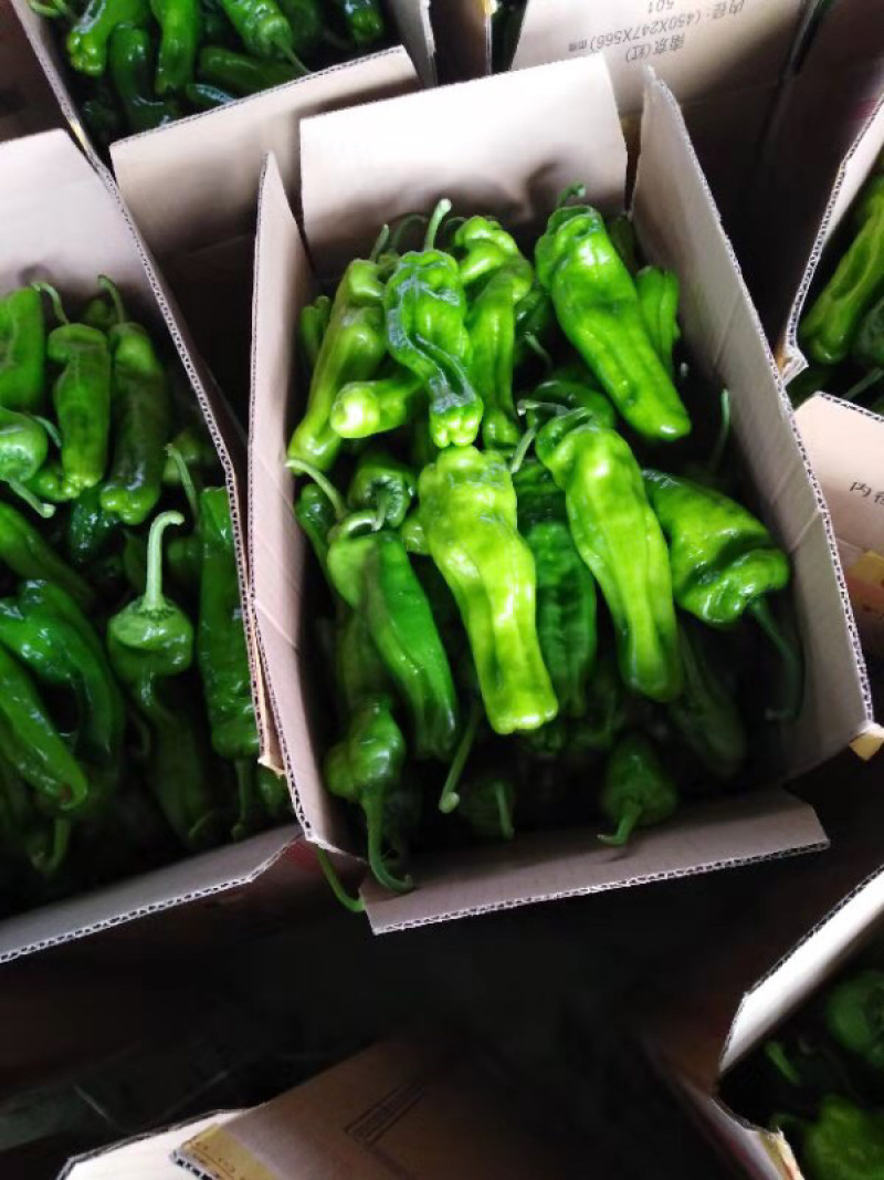 山东极品辣椒，辣椒的王子！