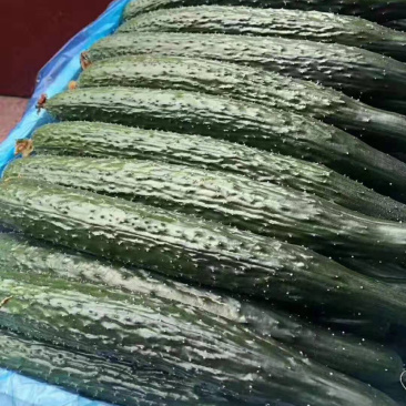 山东黄瓜，黄瓜里的王子