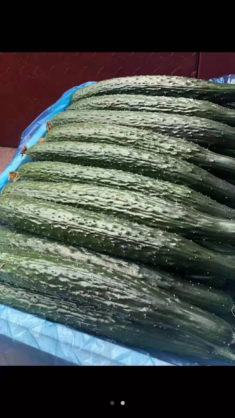 山东黄瓜，黄瓜里的王子