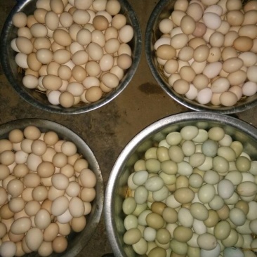 绿壳鸡蛋食用50g以下