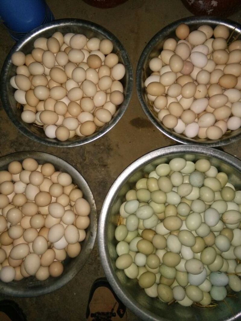 绿壳鸡蛋食用50g以下