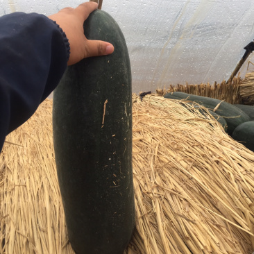 河南大量黑皮吊冬瓜上市求合作