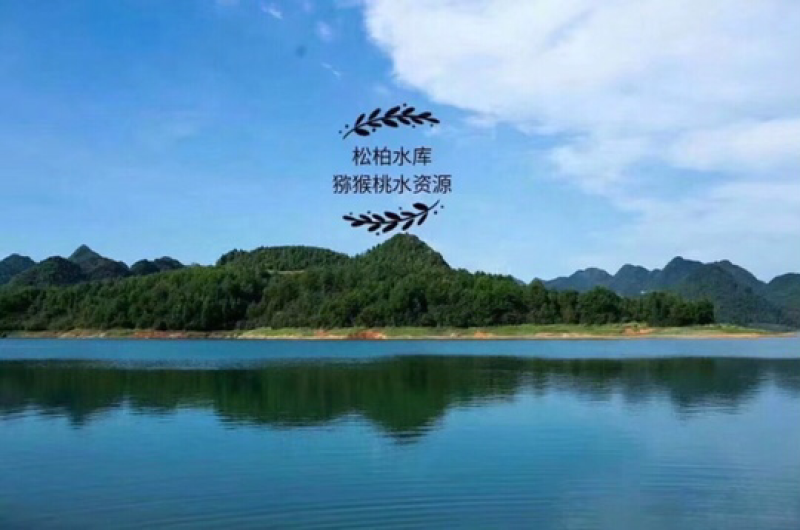 湘西米良一号猕猴桃