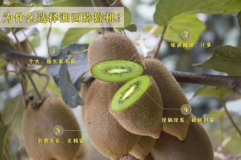 湘西米良一号猕猴桃