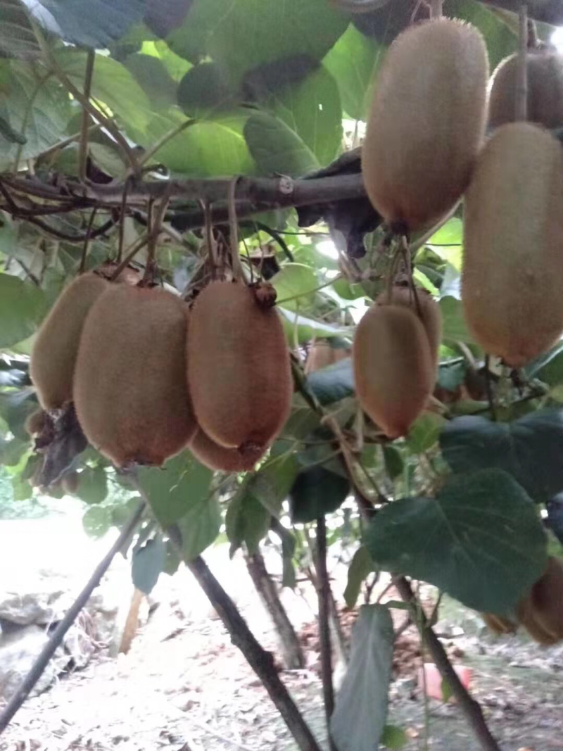 猕猴桃🥝