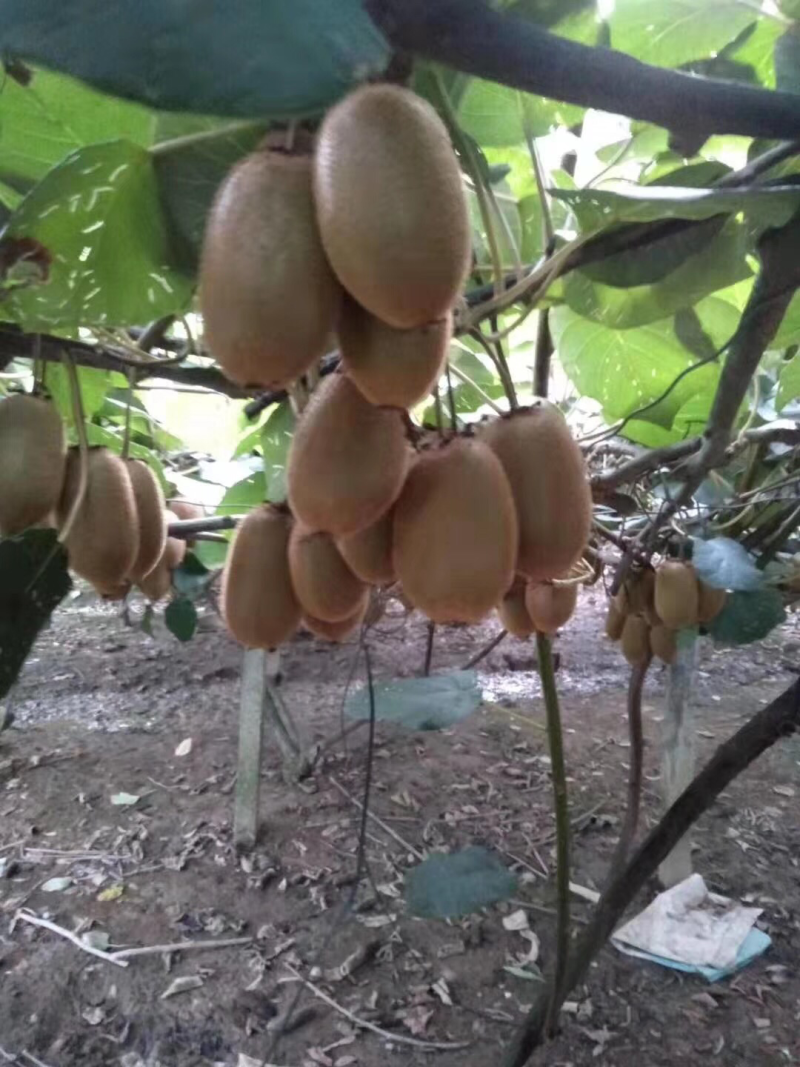 猕猴桃🥝