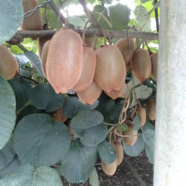 猕猴桃🥝