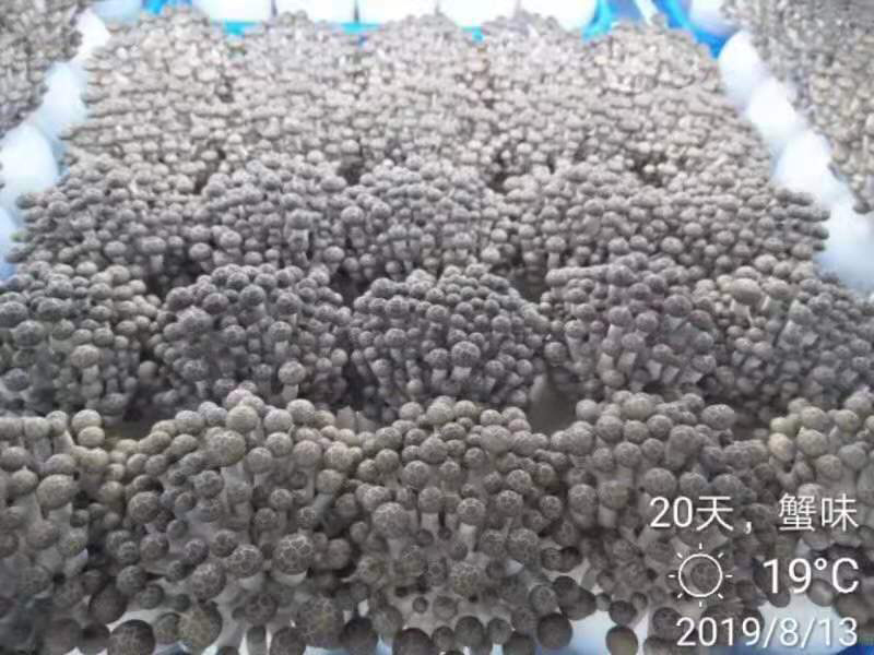 盒装白玉蟹味菇