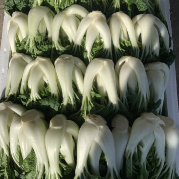 奶白菜