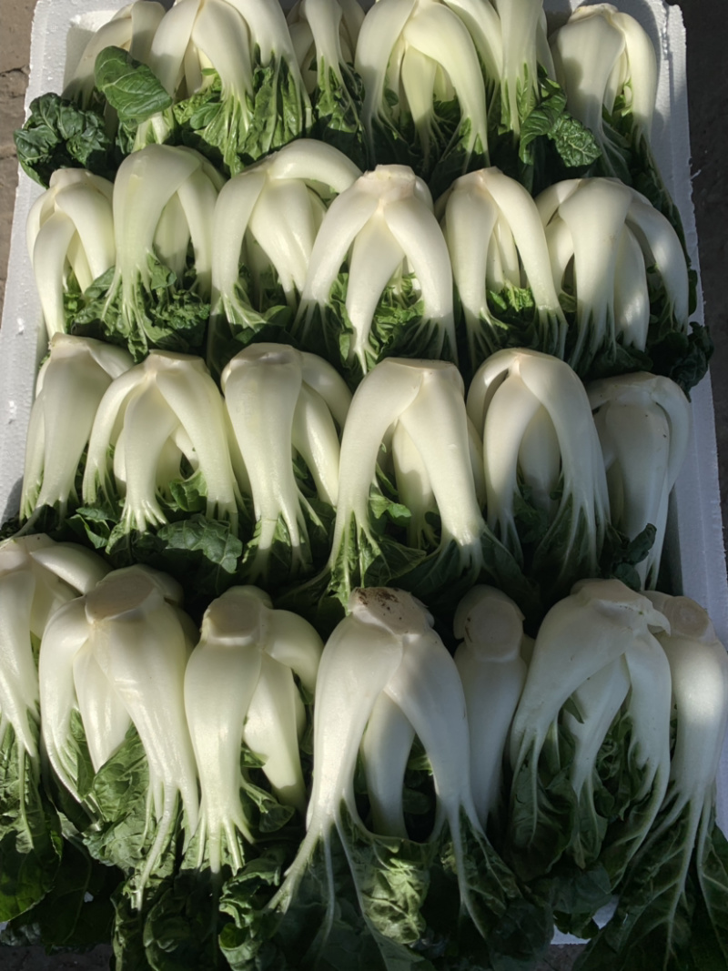 奶白菜