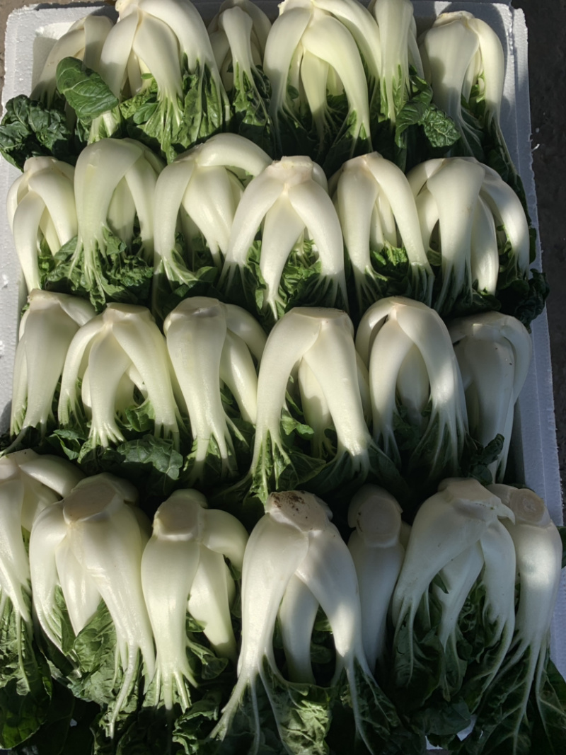 奶白菜