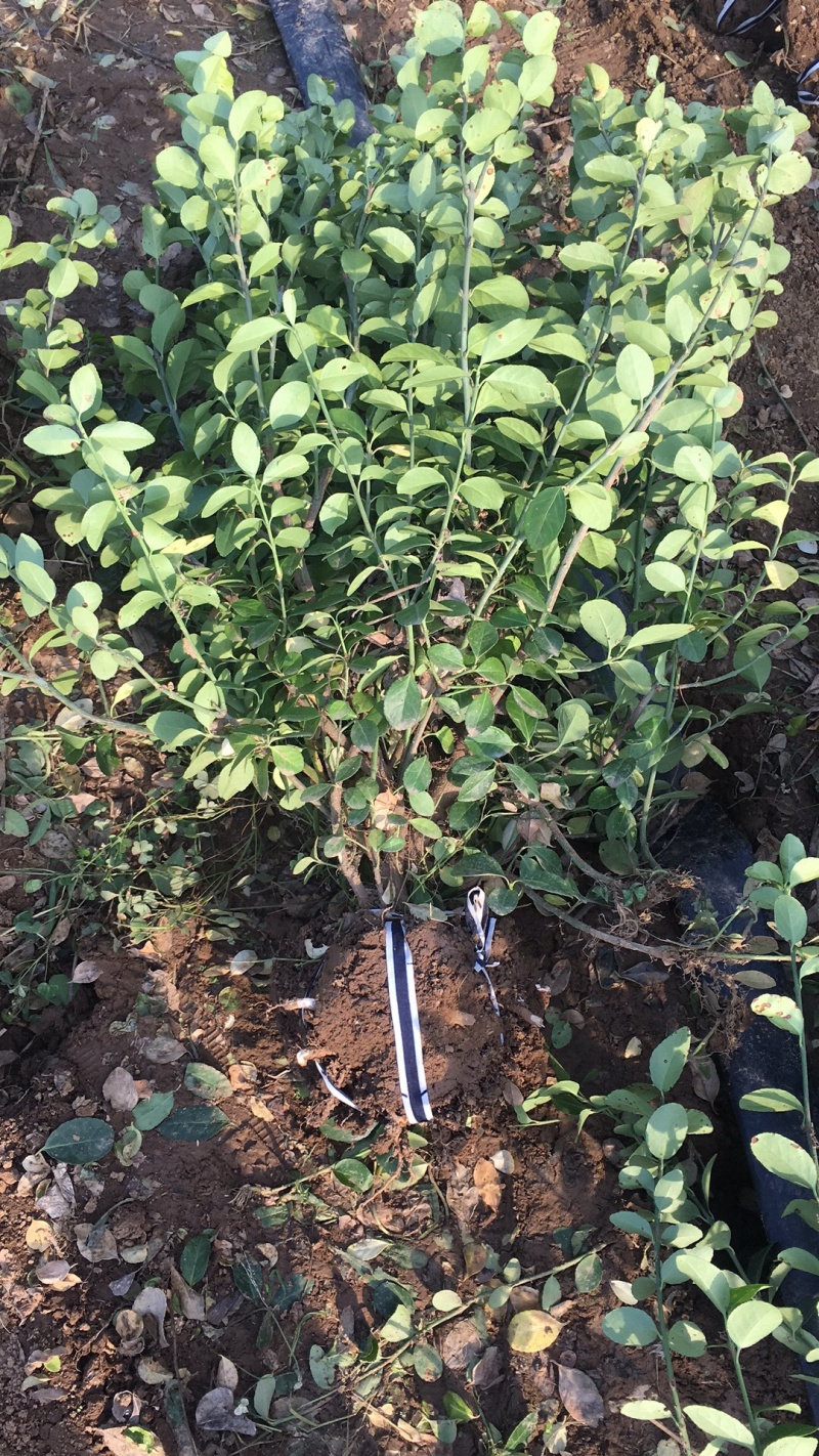 苗圃现有卫矛球、工程苗、小苗等绿篱常用苗