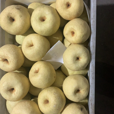 砀山梨