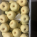 砀山梨