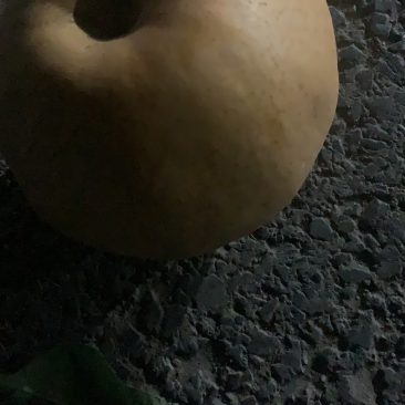 晚秋黄梨