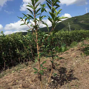 宁波法国冬青自家种植