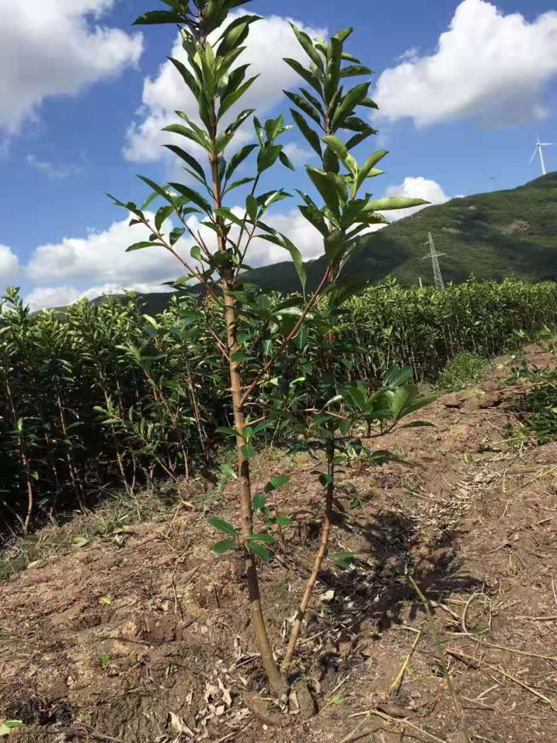 宁波法国冬青自家种植