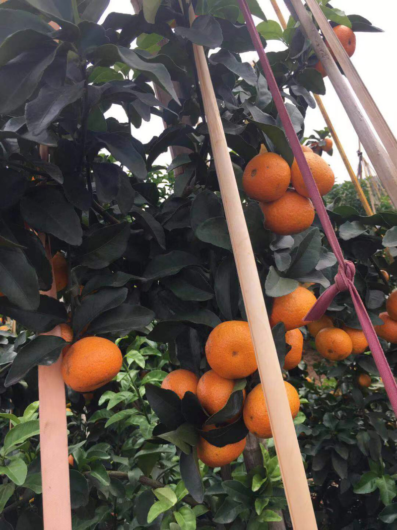 预售广东优质沙糖桔