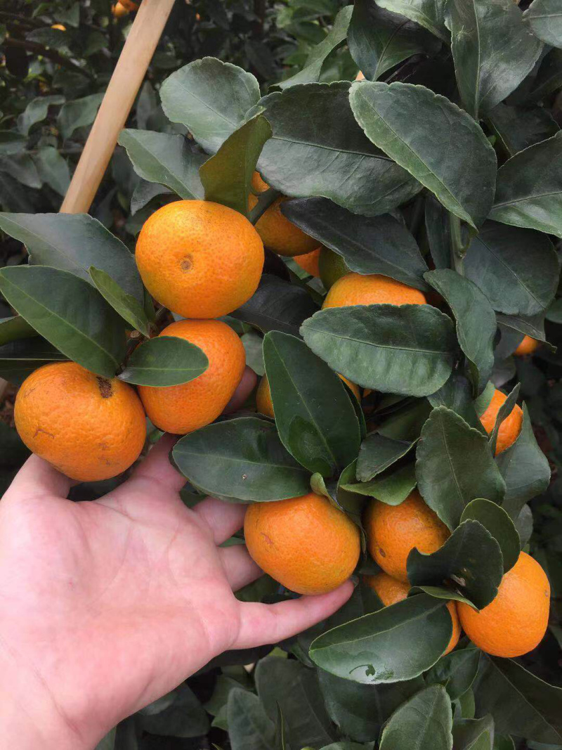 预售广东优质沙糖桔
