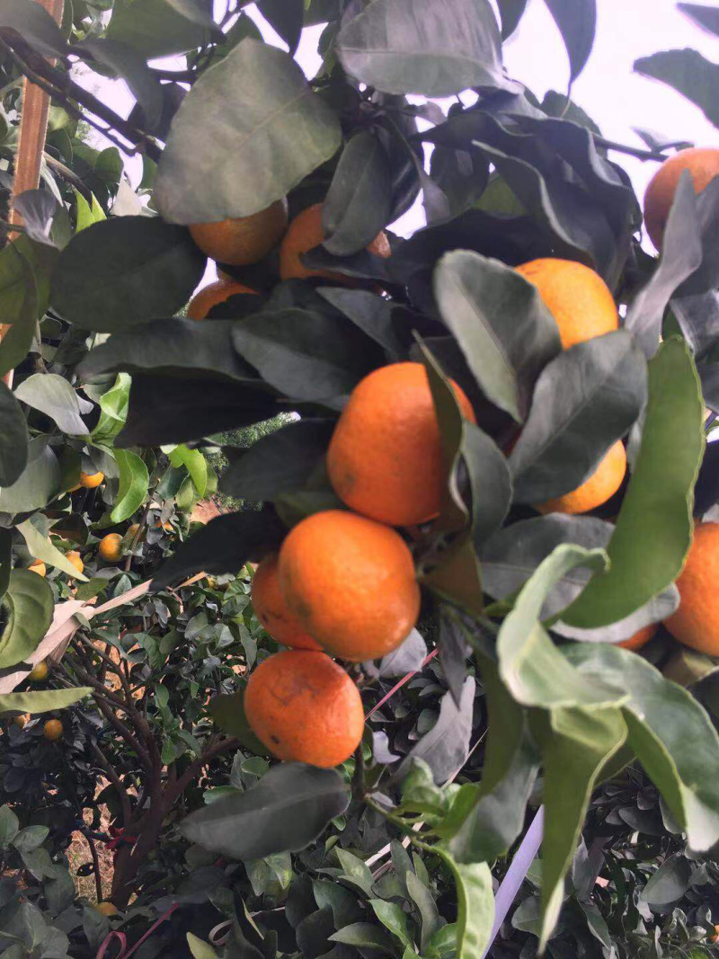 预售广东优质沙糖桔