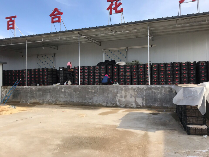 园艺绿化专用百合种球大量供应可越冬多年生全国露天可种植