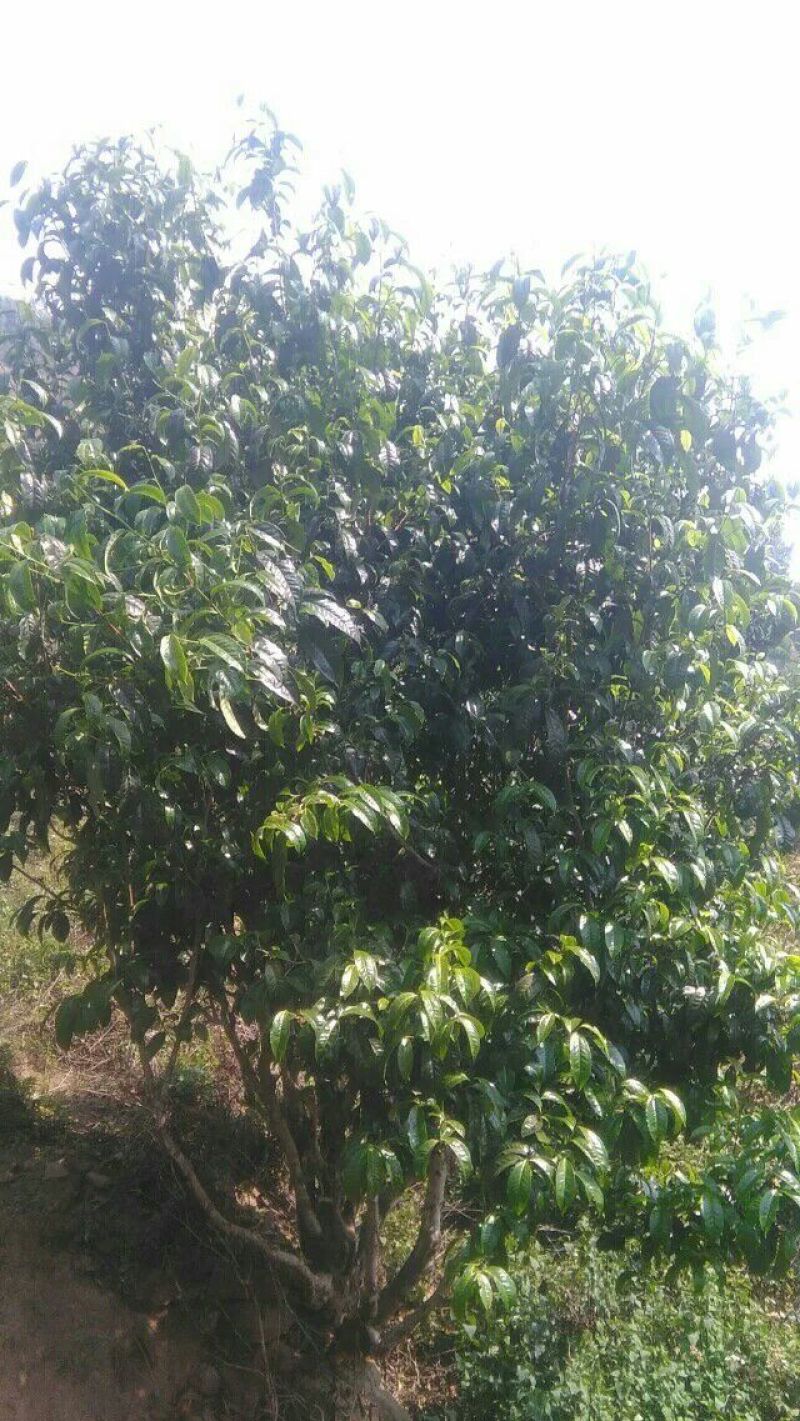 本山茶二级