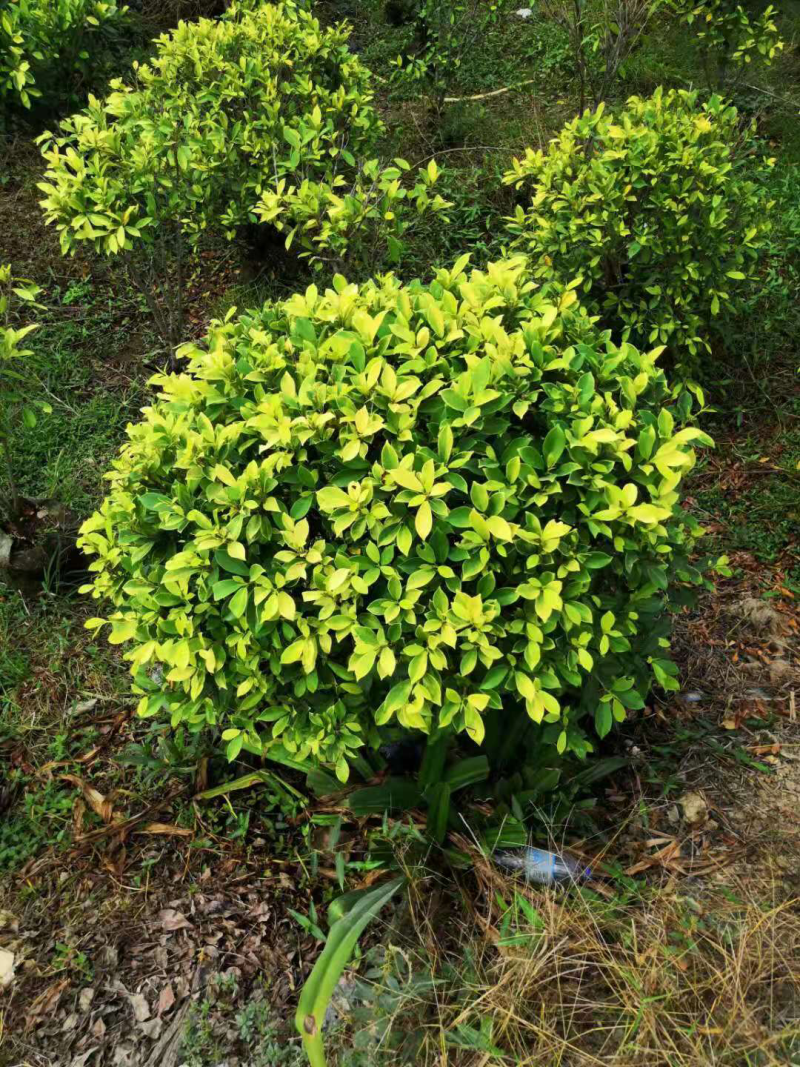 栀子花