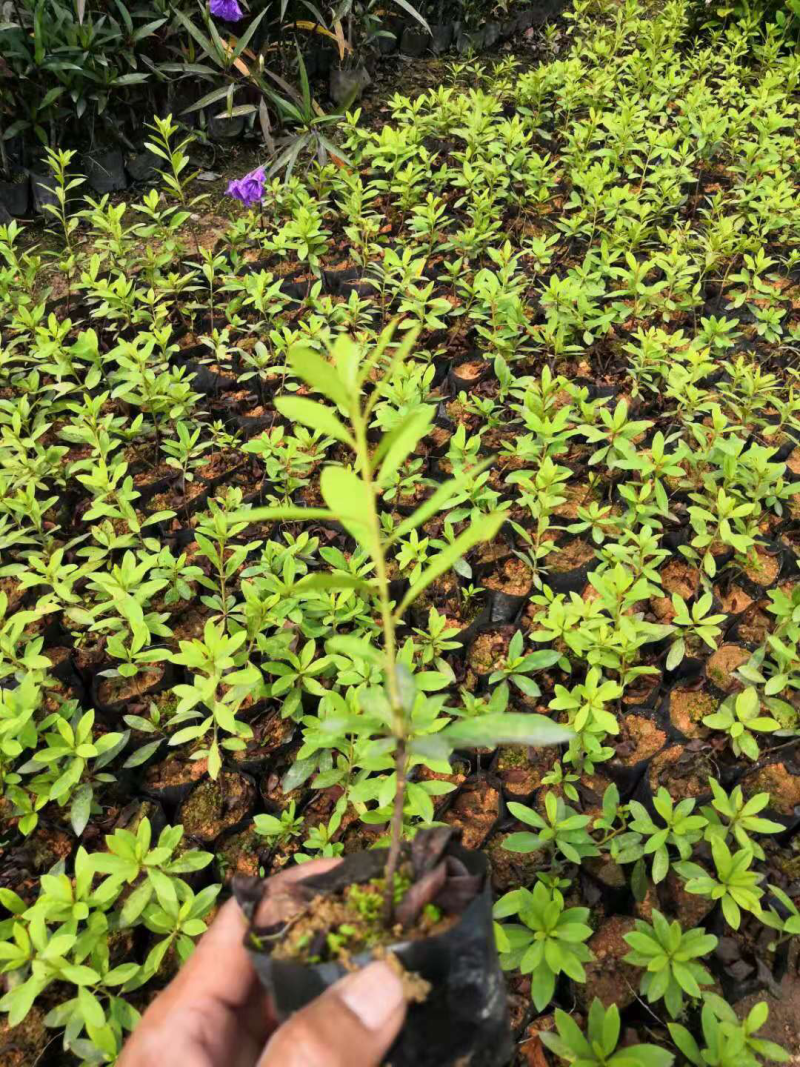 栀子花
