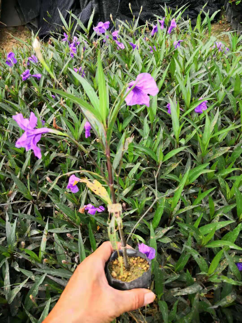 栀子花