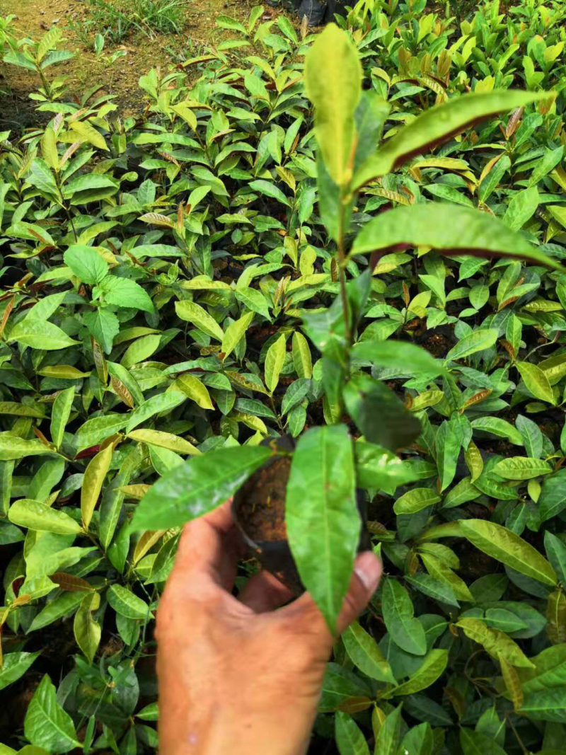栀子花