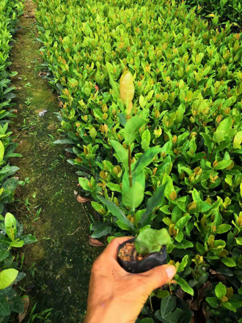 栀子花