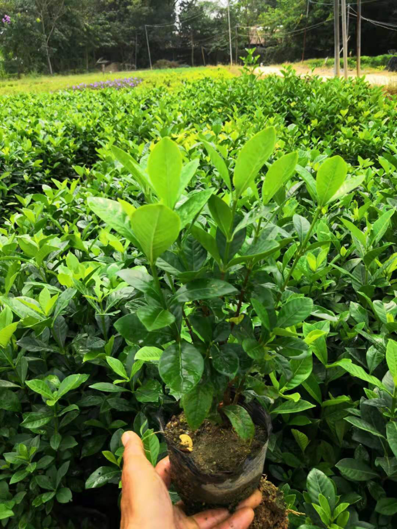 栀子花