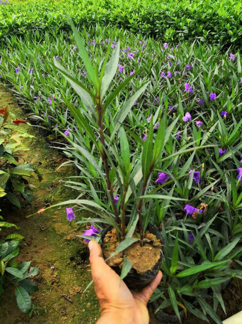 栀子花