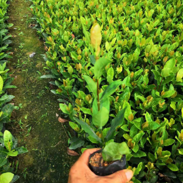 栀子花