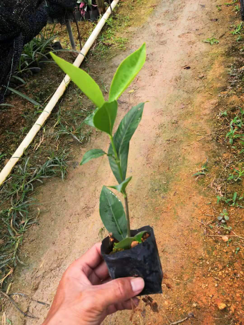 栀子花