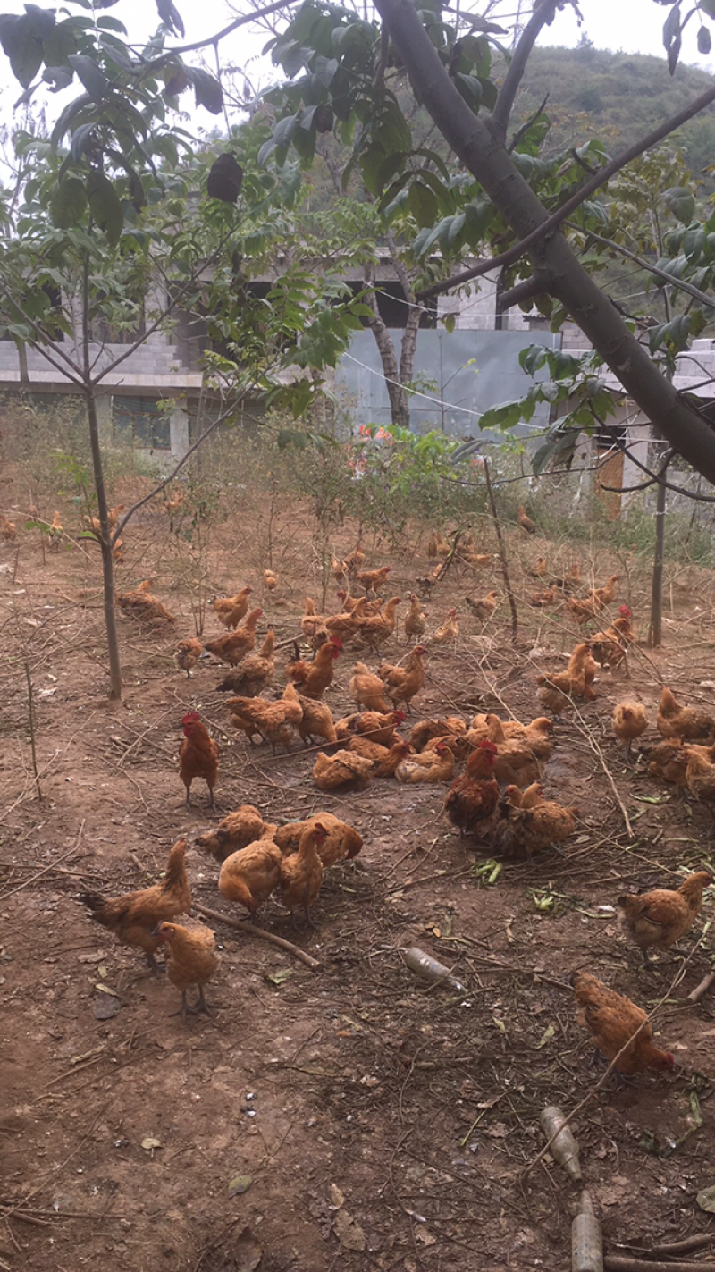 出售散养杂交鸡