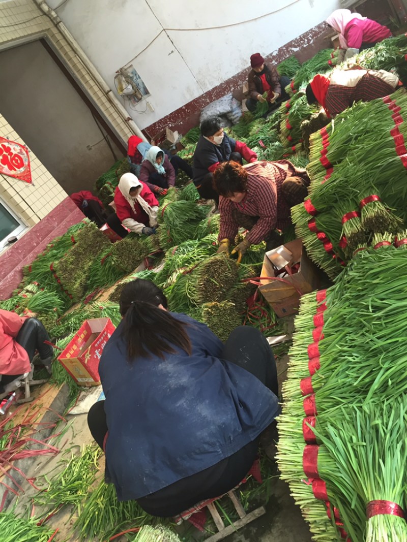 寿光韭菜欢迎您：头刀小叶精品小捆，产地直销，发货全国