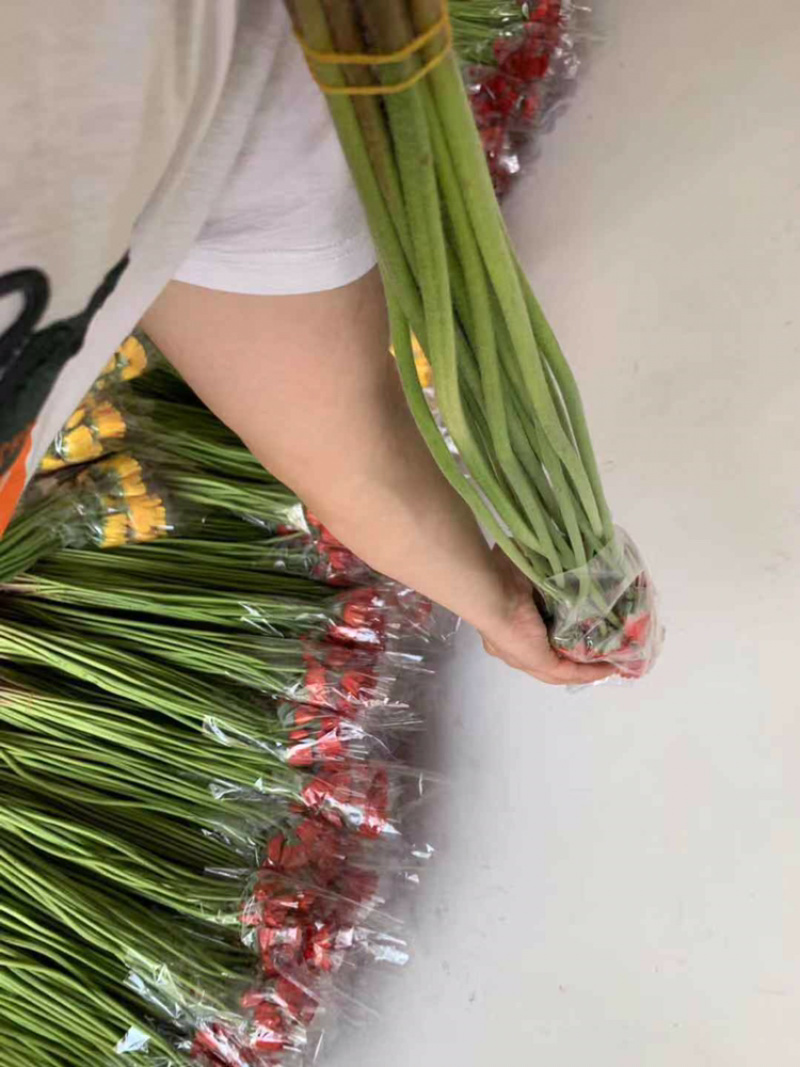 福建清流县非洲菊批发