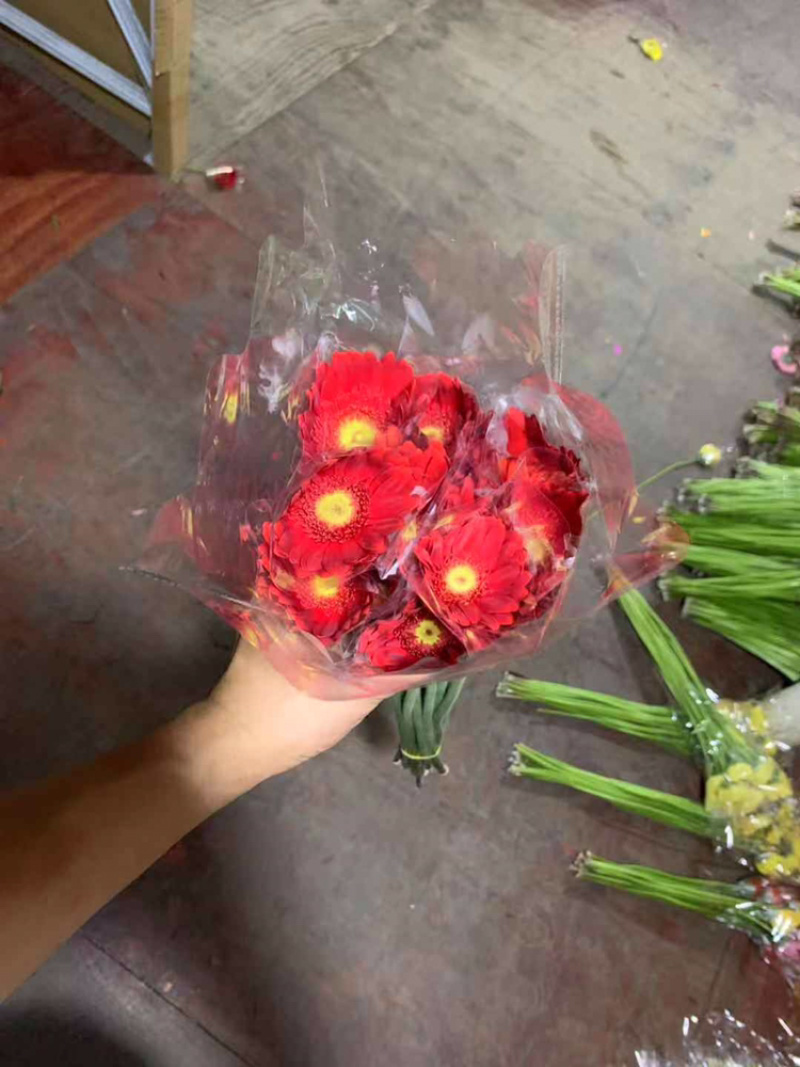 福建清流县非洲菊批发