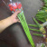 福建清流县非洲菊批发