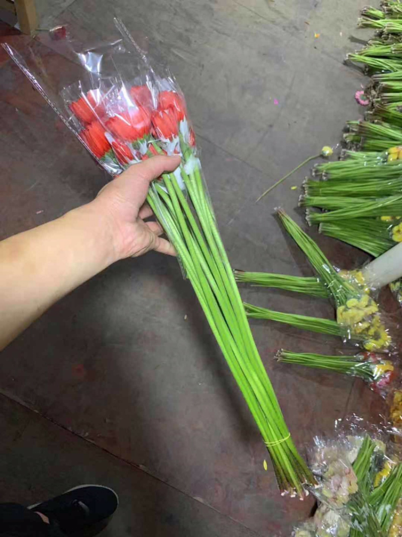 福建清流县非洲菊批发