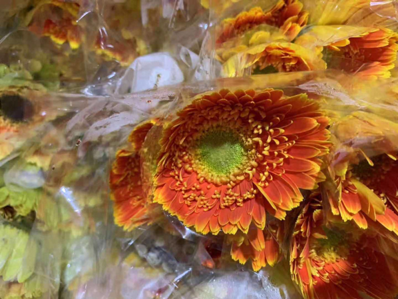 福建清流县非洲菊批发