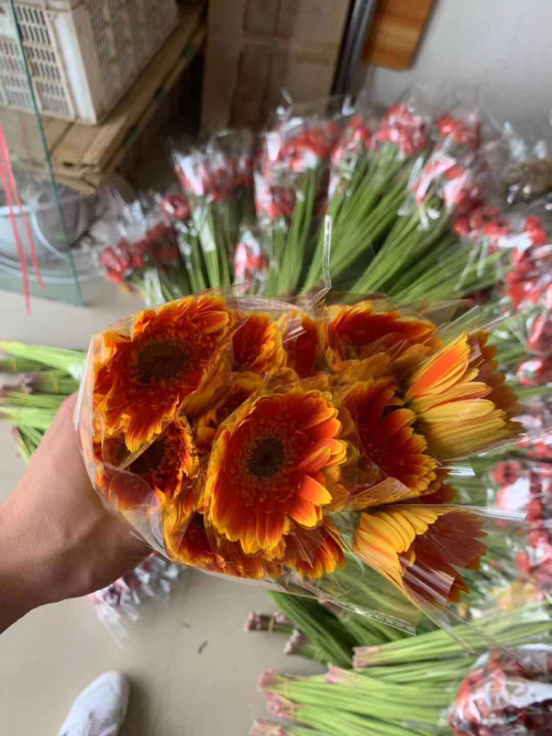 福建清流县非洲菊批发