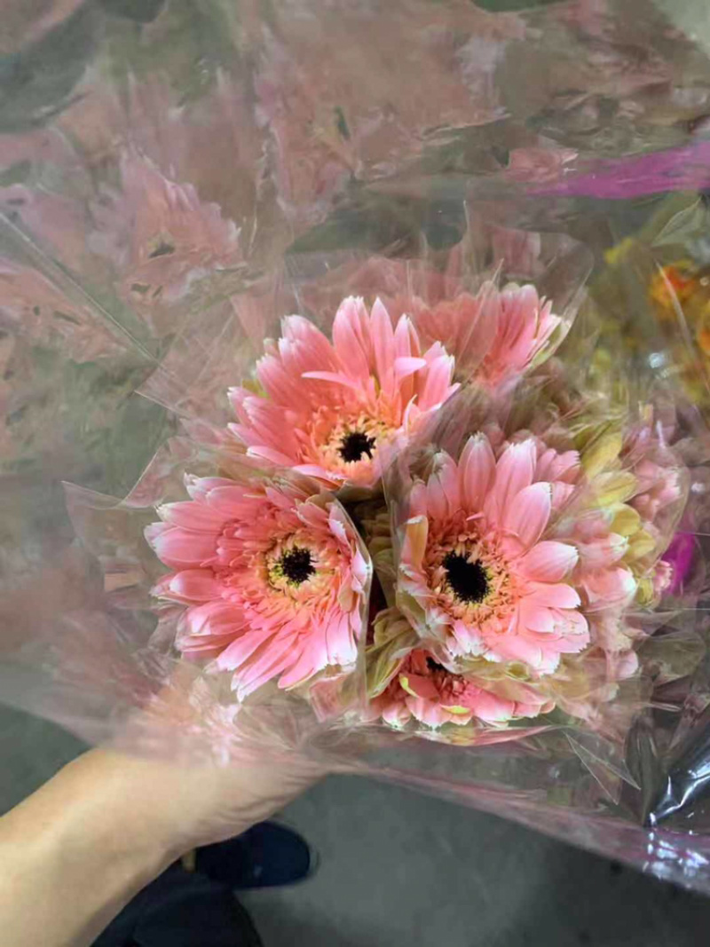 福建清流县非洲菊批发