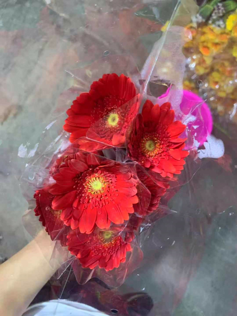 福建清流县非洲菊批发