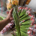 福建清流县非洲菊批发