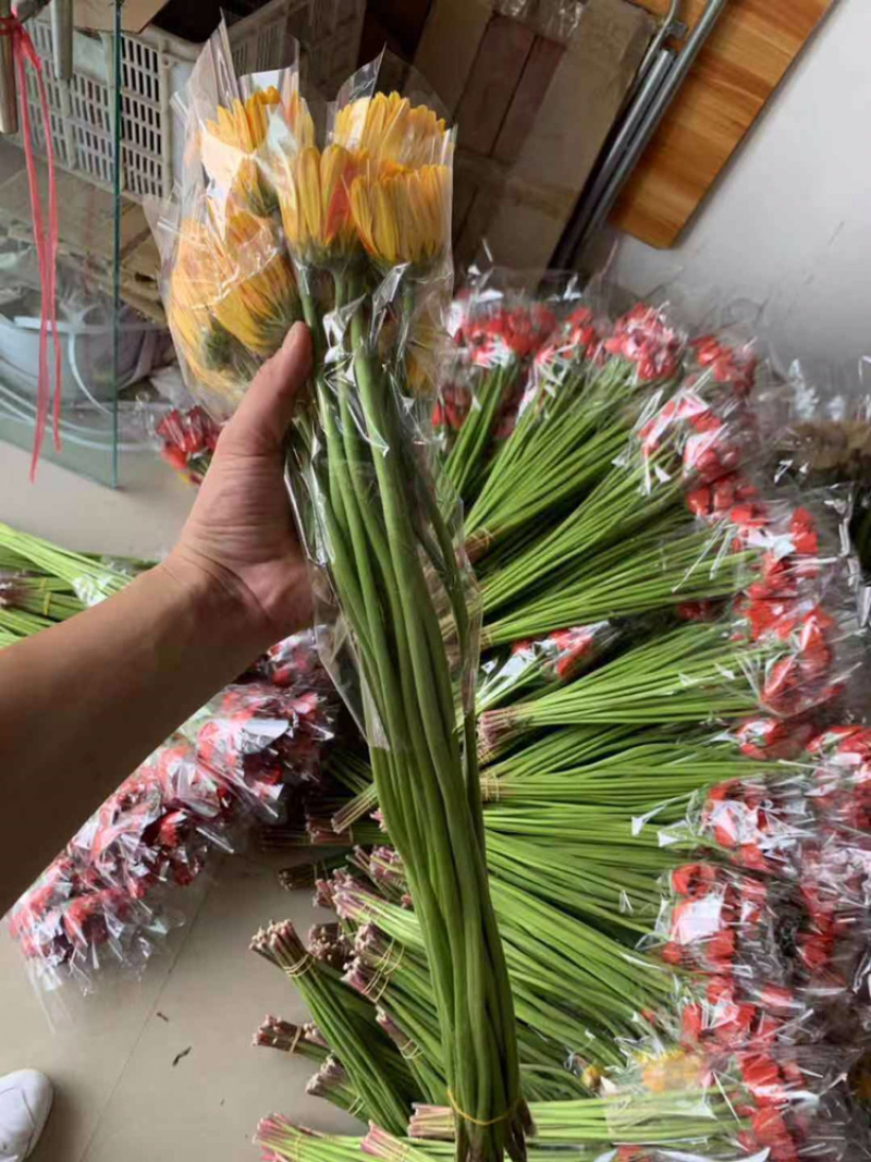福建清流县非洲菊批发