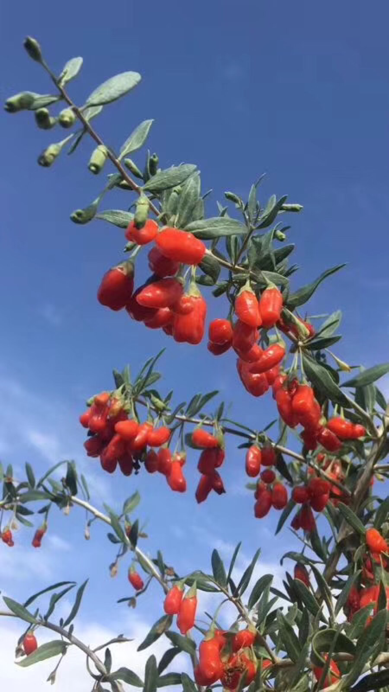 青海高原红。红枸记，原产地发货，基地直营