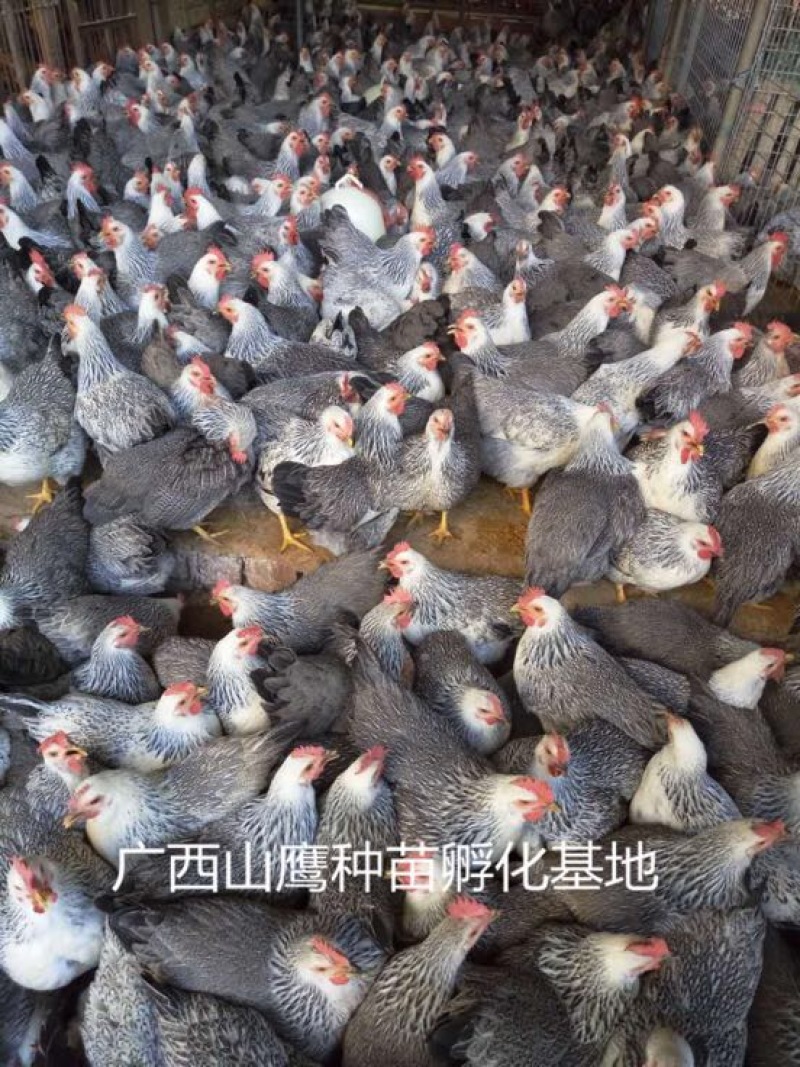 鸡苗